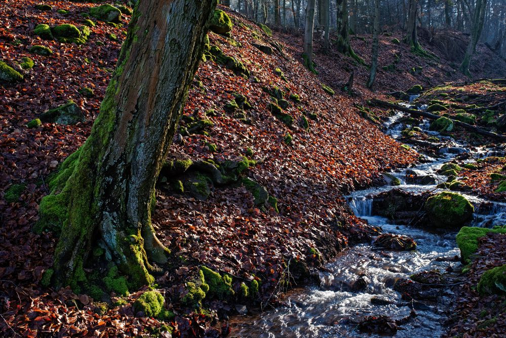 Wintersonne über dem Bachlauf