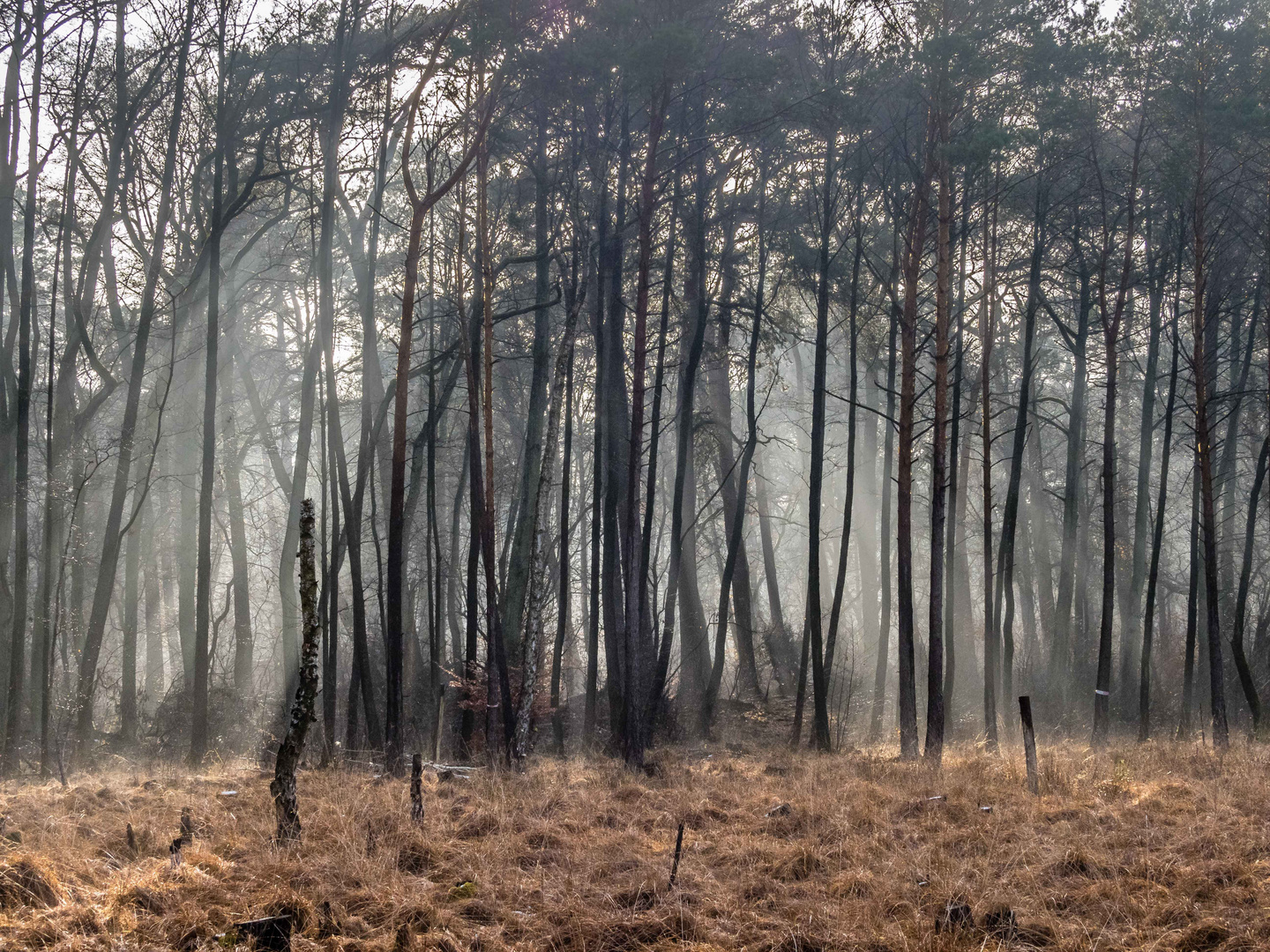 Wintersonne über dem Moor