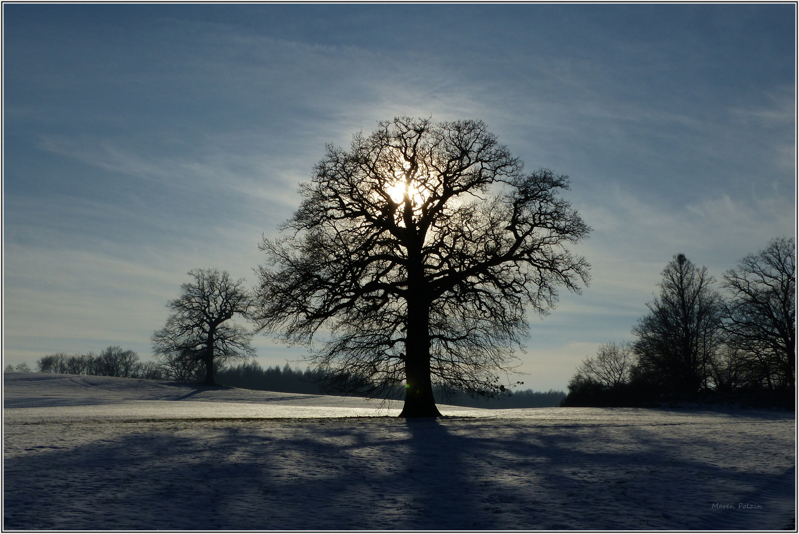 Wintersonne und Bäume