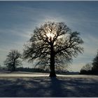 Wintersonne und Bäume