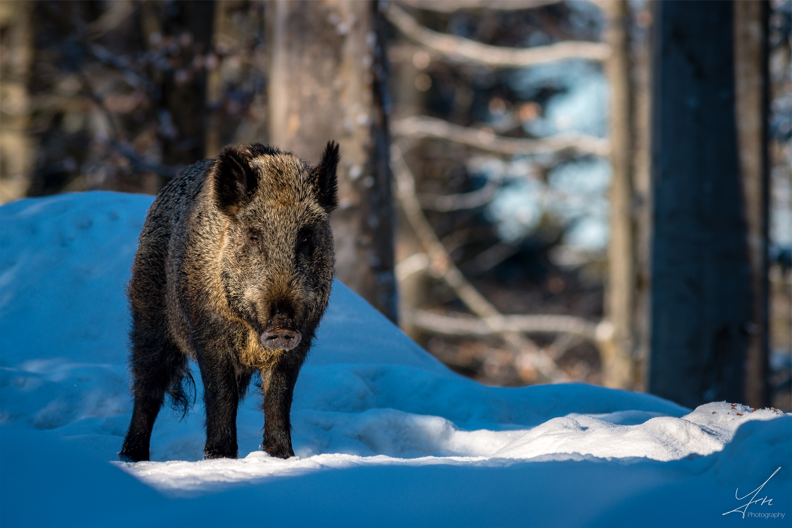 Wintersonne und eine Wildsau die einem auflauert...