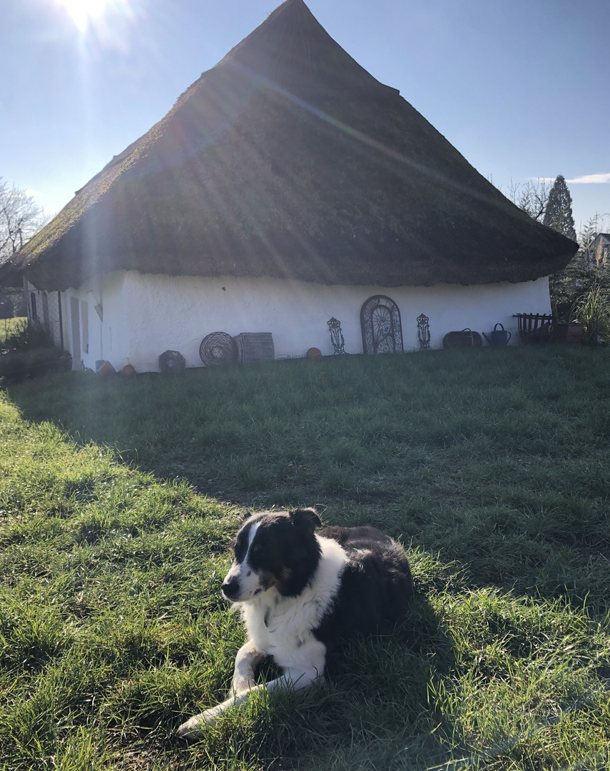 Wintersonne wärmt die Hündin Leila