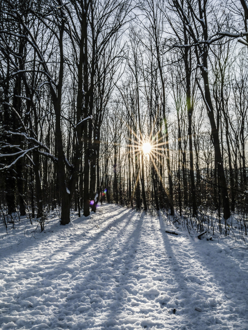 Wintersonne / Winter Sun