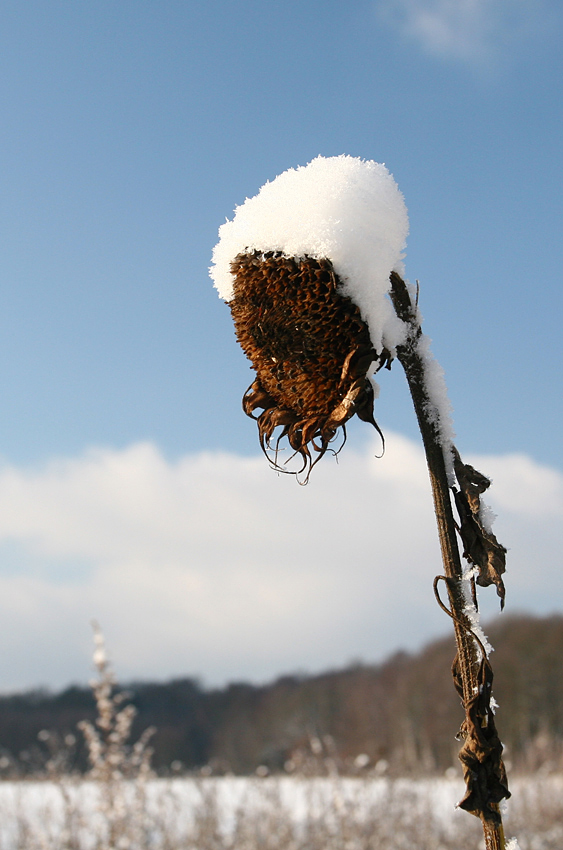 ° Wintersonnenblume °