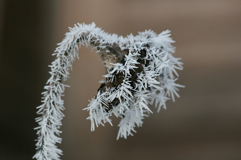 Wintersonnenblume