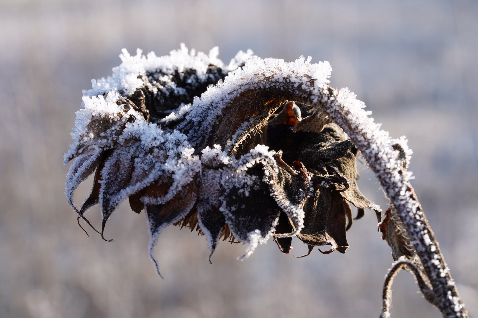 Wintersonnenblume