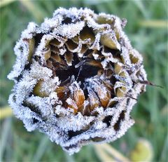 Wintersonnenblume