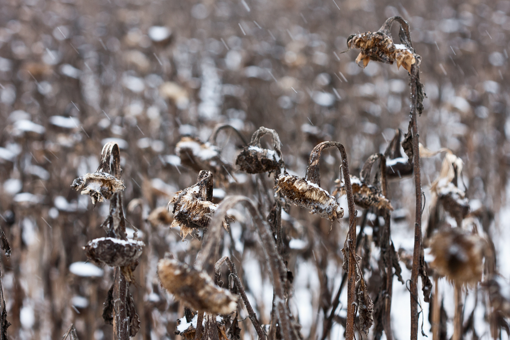 Wintersonnenblumen