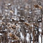 Wintersonnenblumen