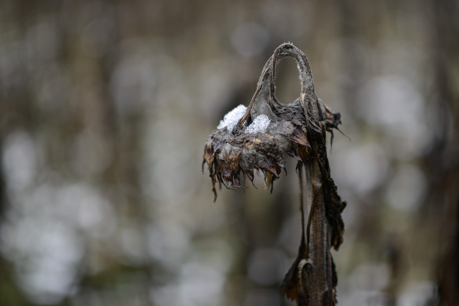 Wintersonnenblumenwende