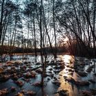 Wintersonnenstimmung im Bruchwald