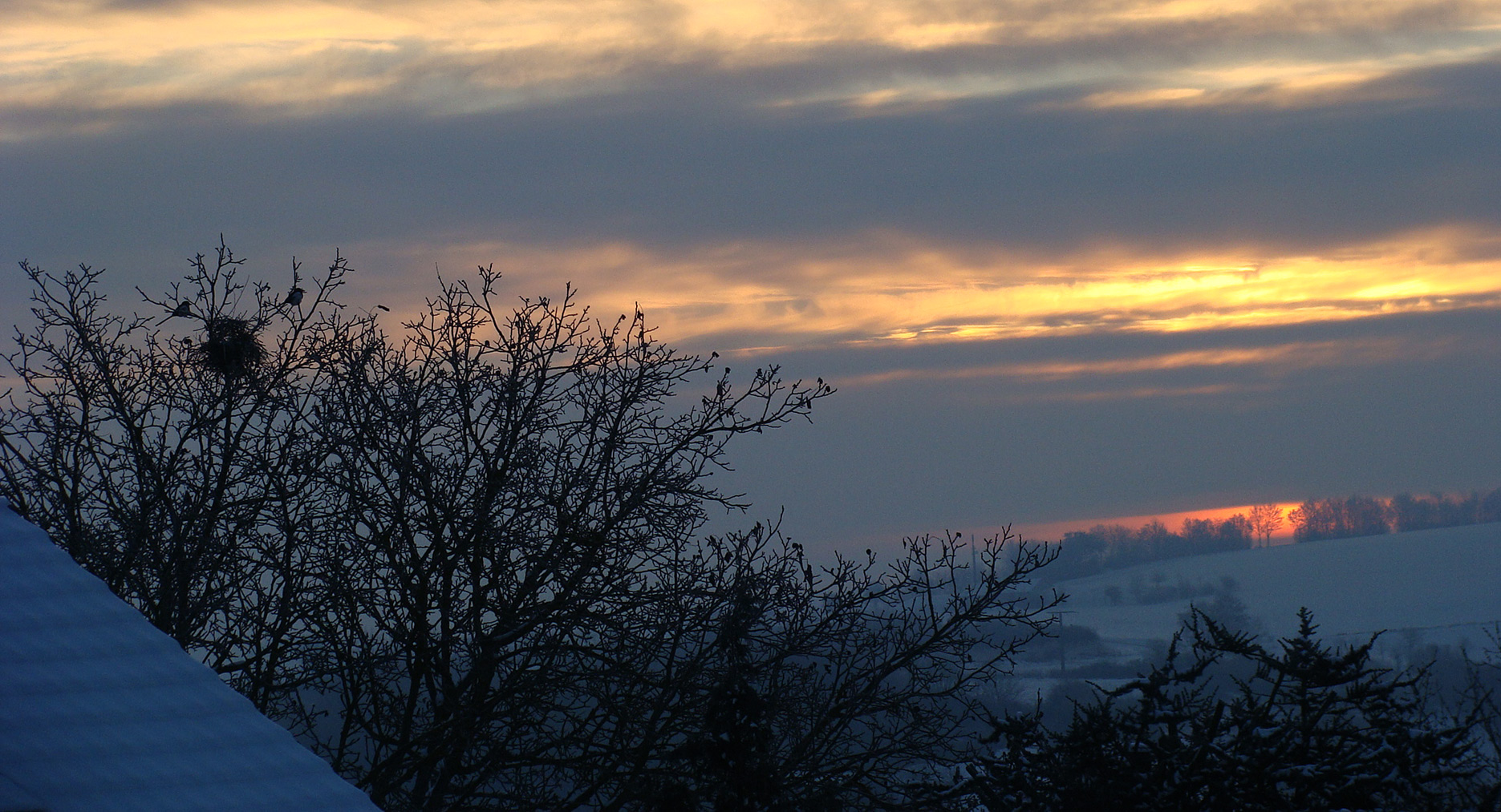 Wintersonnenvogelfoto