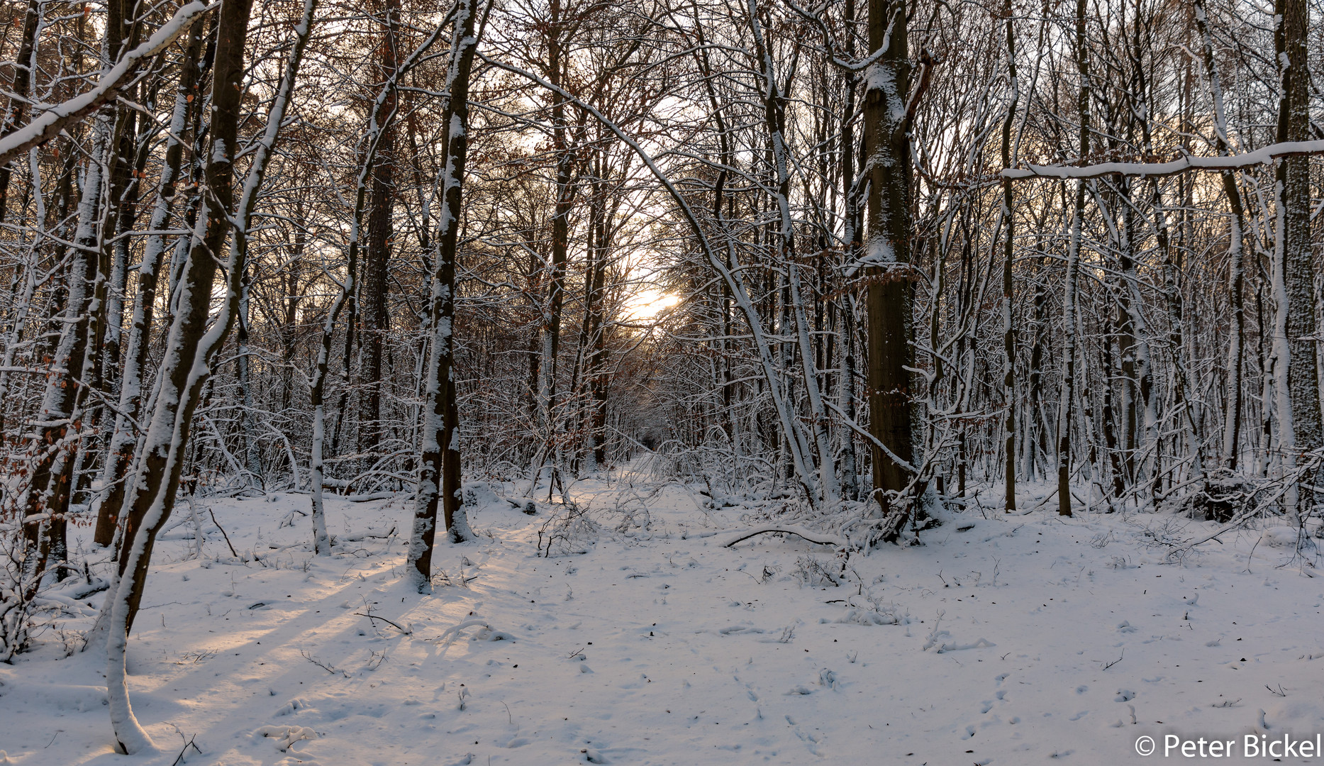 Wintersonnenwald 