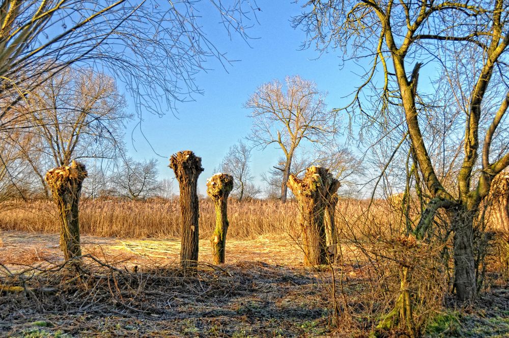 Wintersonntag im Niersbruch