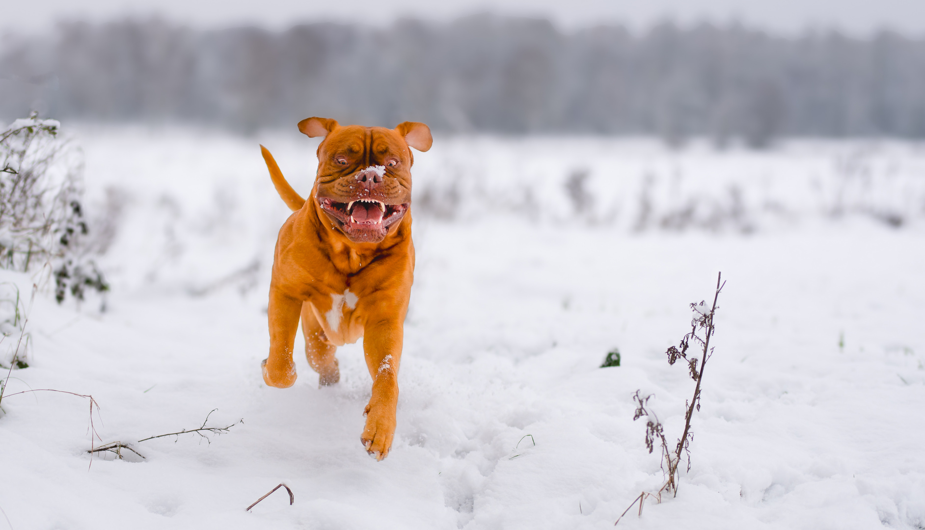               Winterspaß im Schnee für Hunde.... 