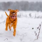               Winterspaß im Schnee für Hunde.... 