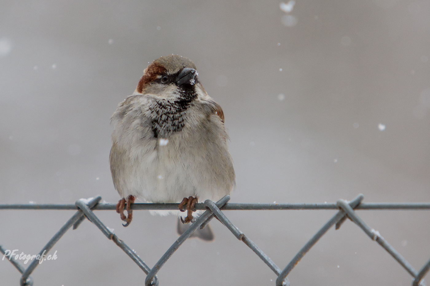 Winterspatz