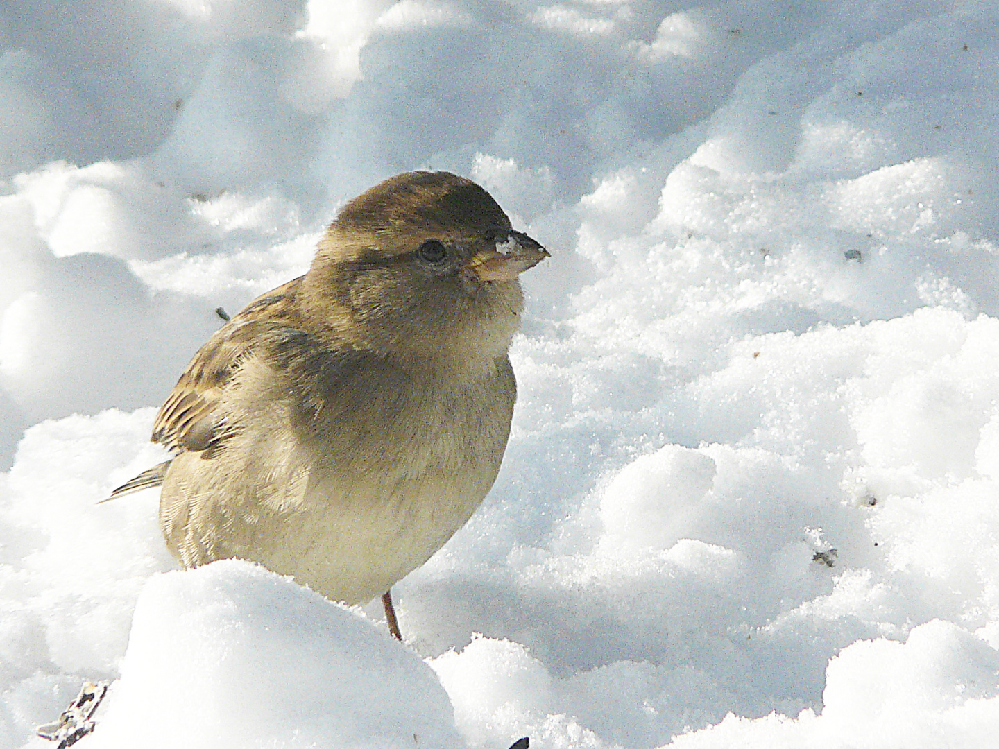 Winterspatz