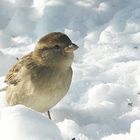 Winterspatz