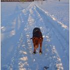 Winterspaziergang -2-