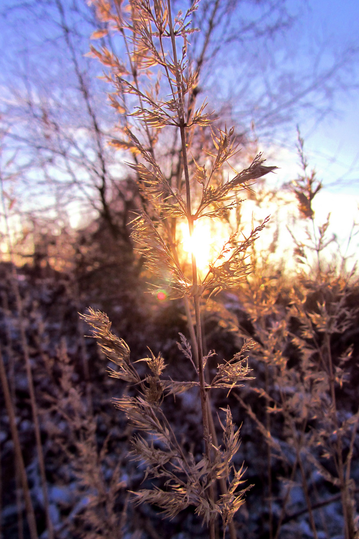 Winterspaziergang 2012