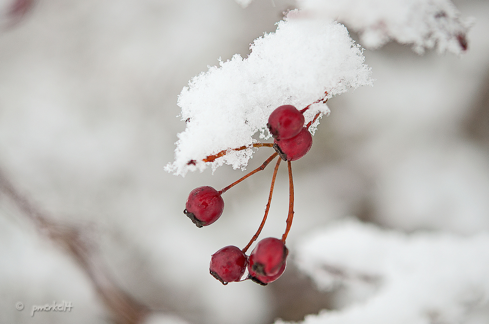 Winterspaziergang 2014.1