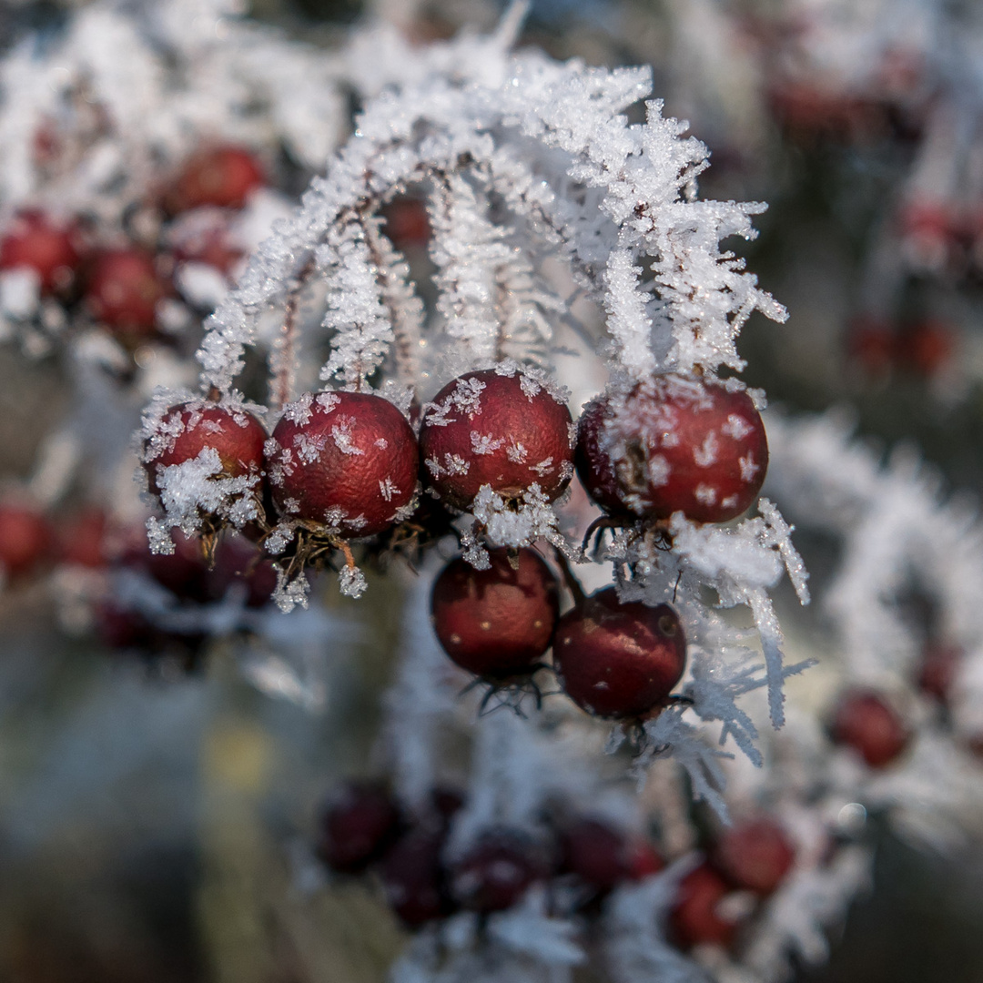 Winterspaziergang