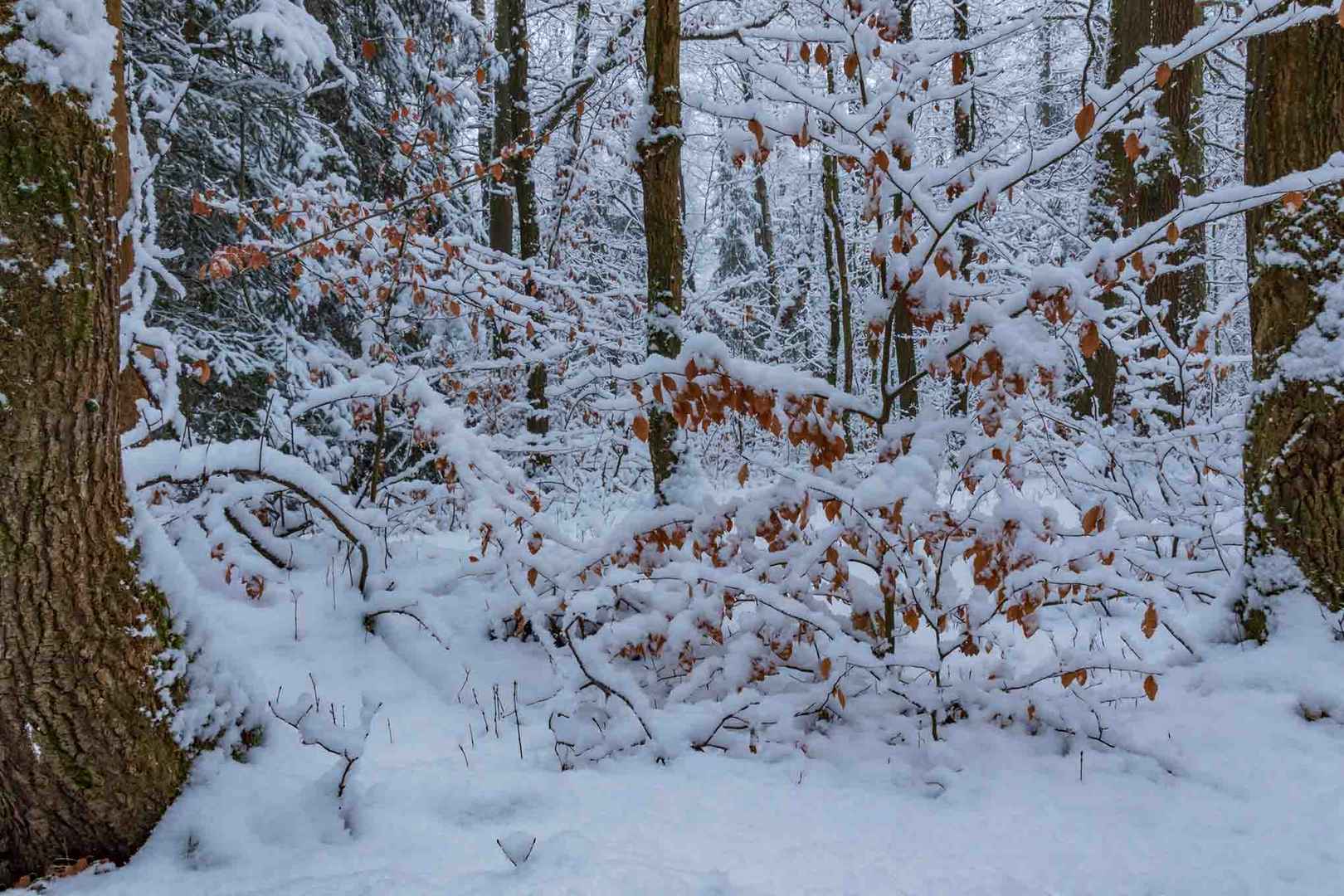 Winterspaziergang