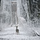 Winterspaziergang