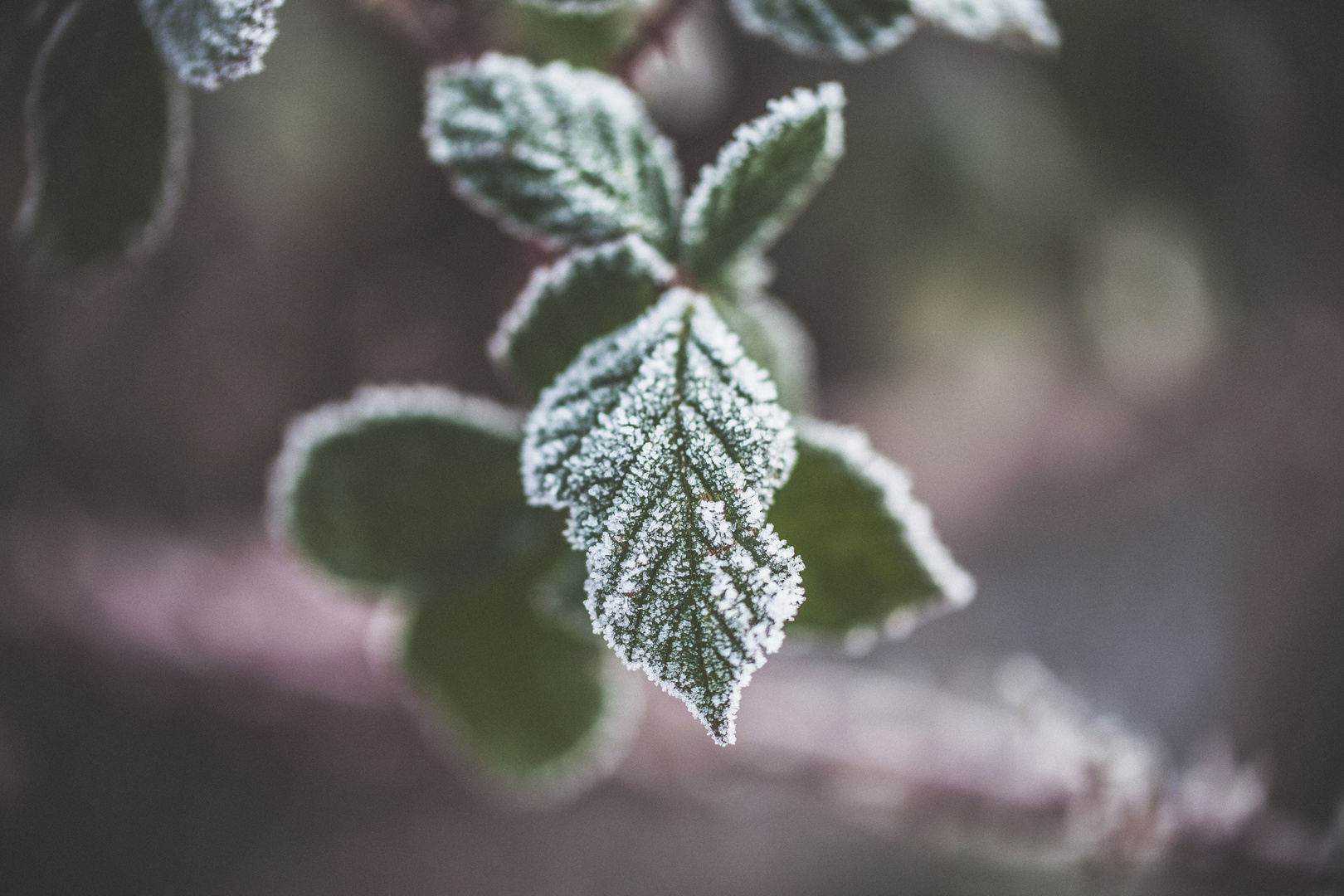 Winterspaziergang.