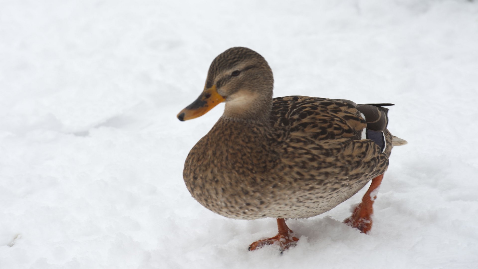 Winterspaziergang :-)