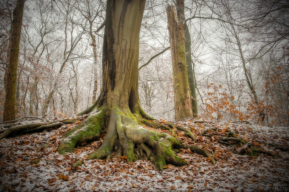 Winterspaziergang