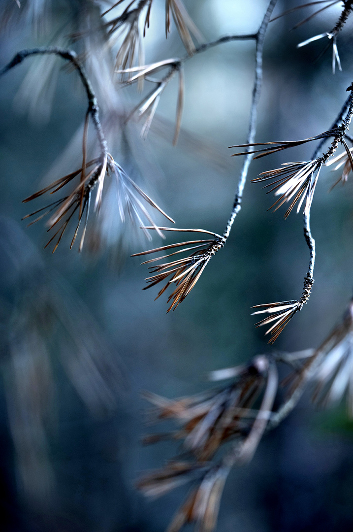 Winterspaziergang