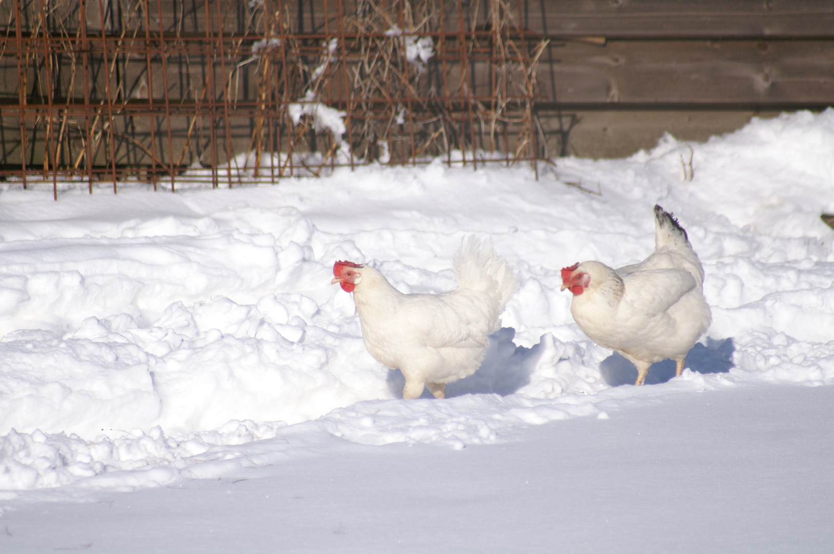 Winterspaziergang