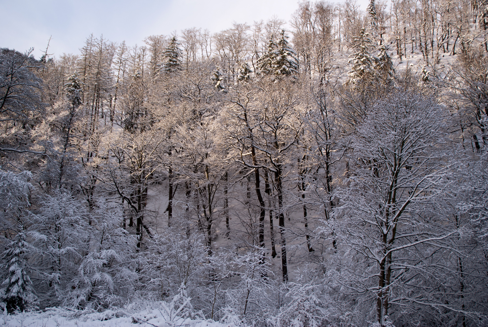 Winterspaziergang