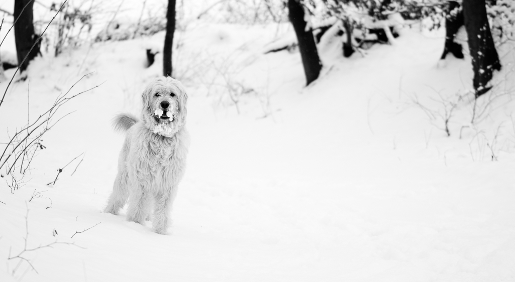 Winterspaziergang (aber wo ist Frauchen)