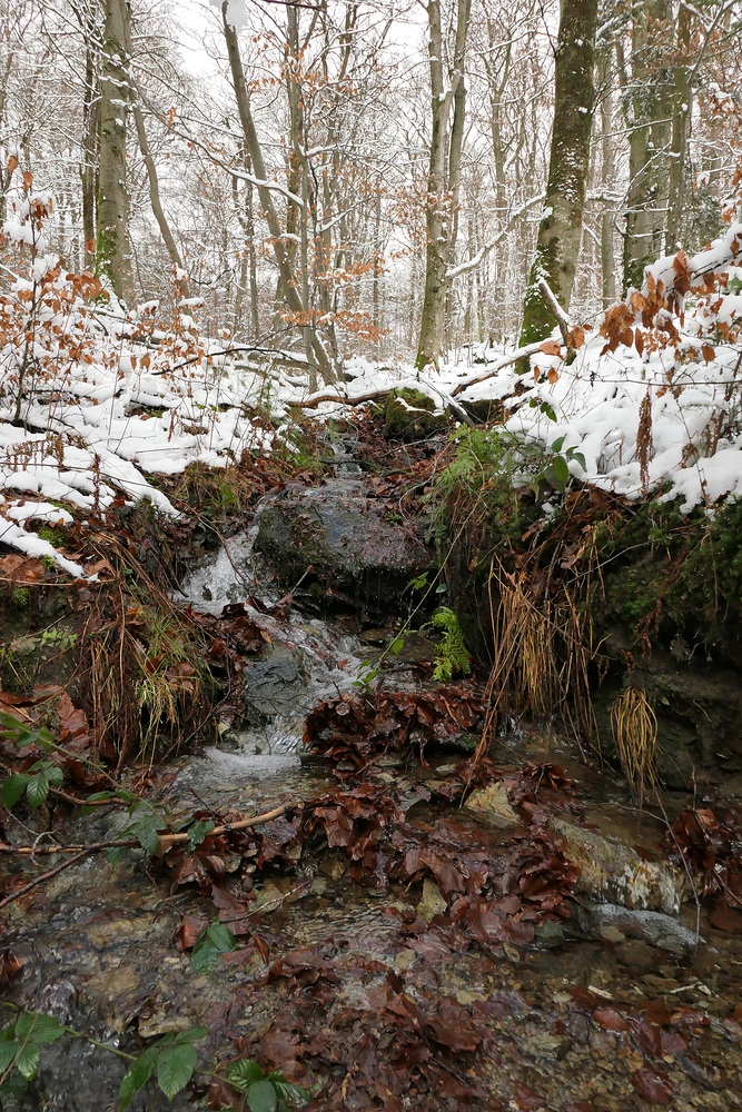 Winterspaziergang am und im Langhecker Bach 02