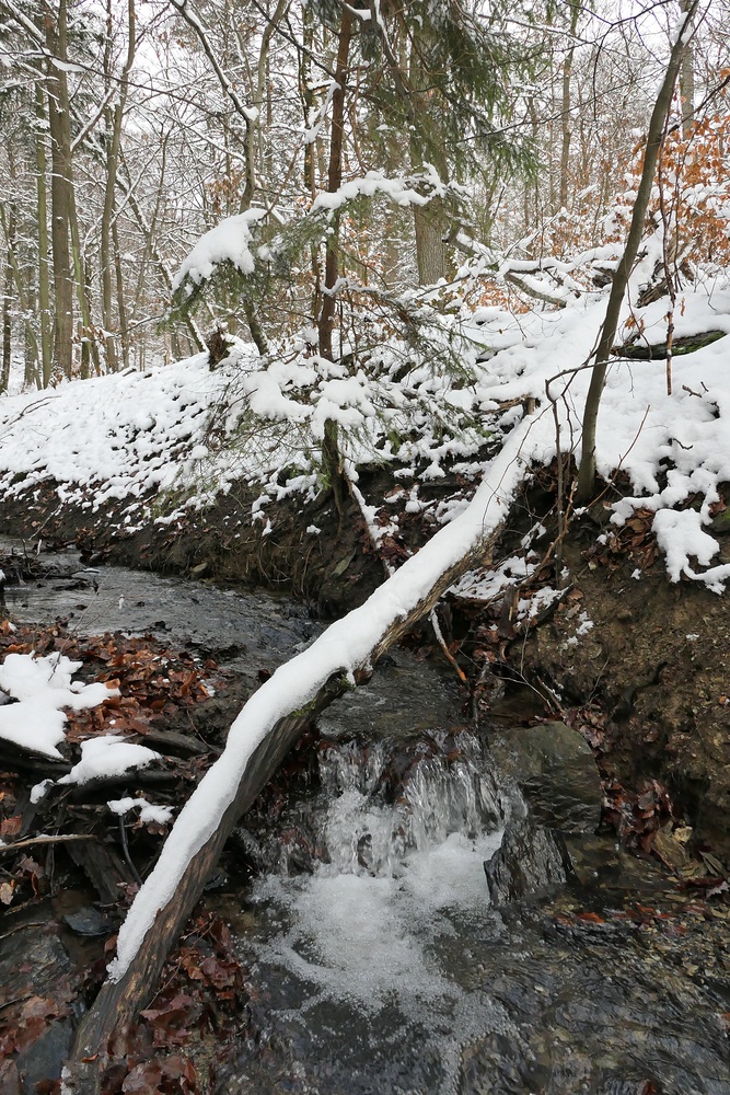 Winterspaziergang am und im Langhecker Bach 05