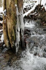 Winterspaziergang am und im Langhecker Bach 06