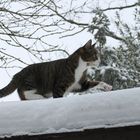 Winterspaziergang auf dem Dach