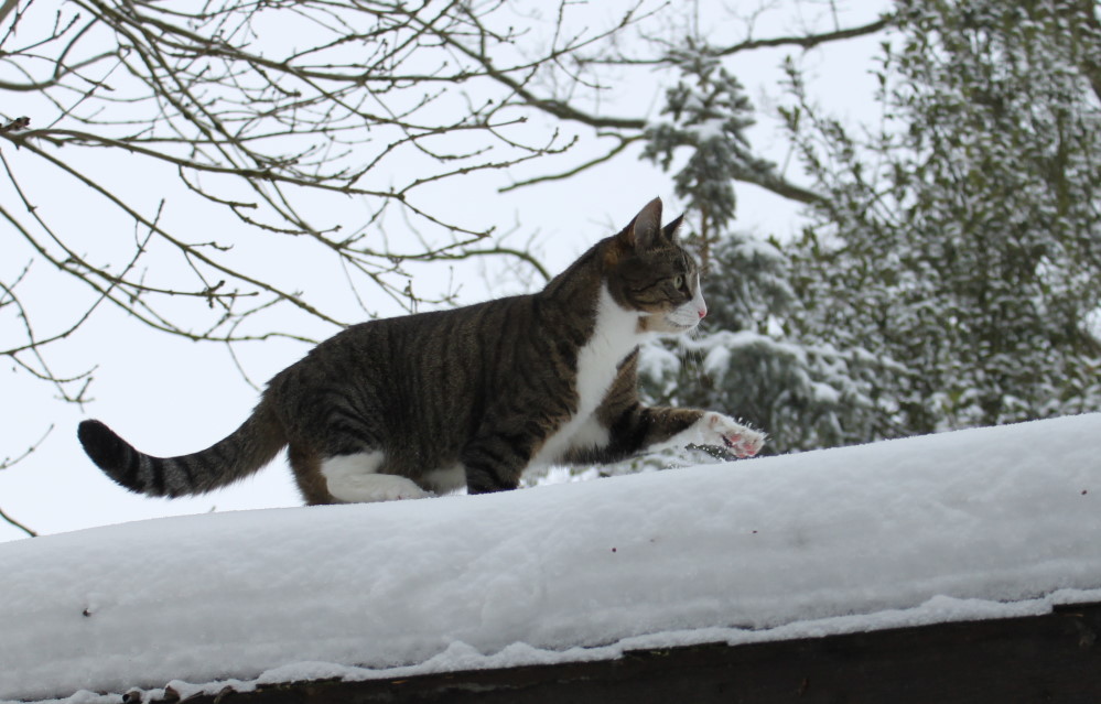 Winterspaziergang auf dem Dach