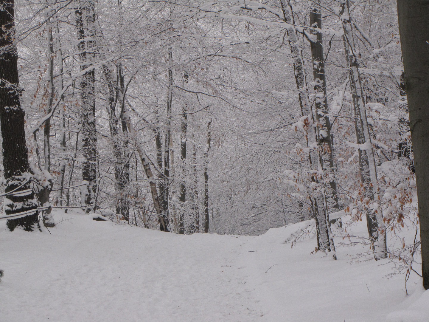 Winterspaziergang auf dem Klosterberg