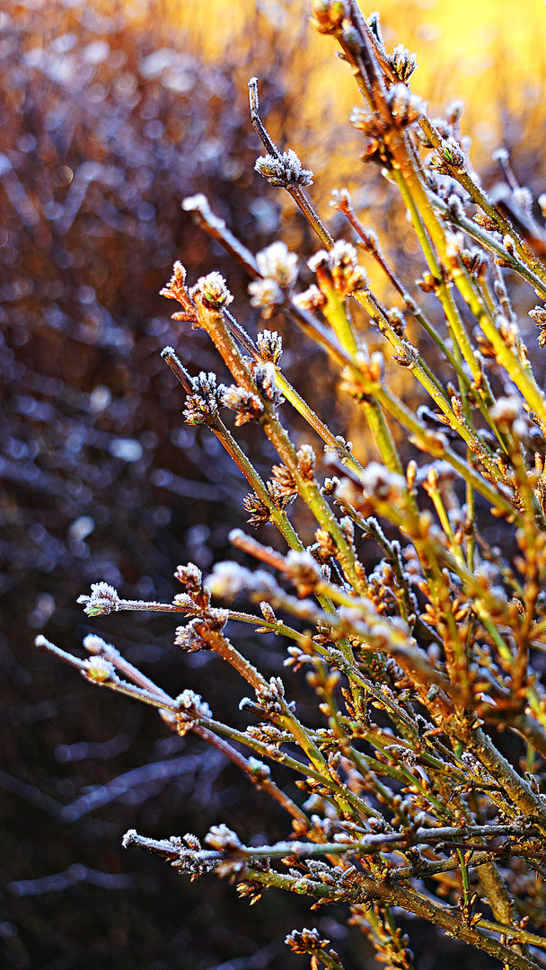 Winterspaziergang