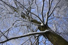 Winterspaziergang Baum vor blauem Himmel