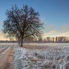 Winterspaziergang bei Geinsheim