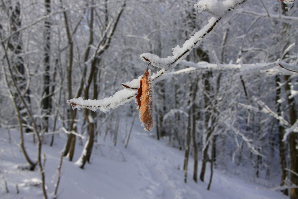 Winterspaziergang Blatt