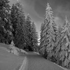 Winterspaziergang - C1_NZ7_1653