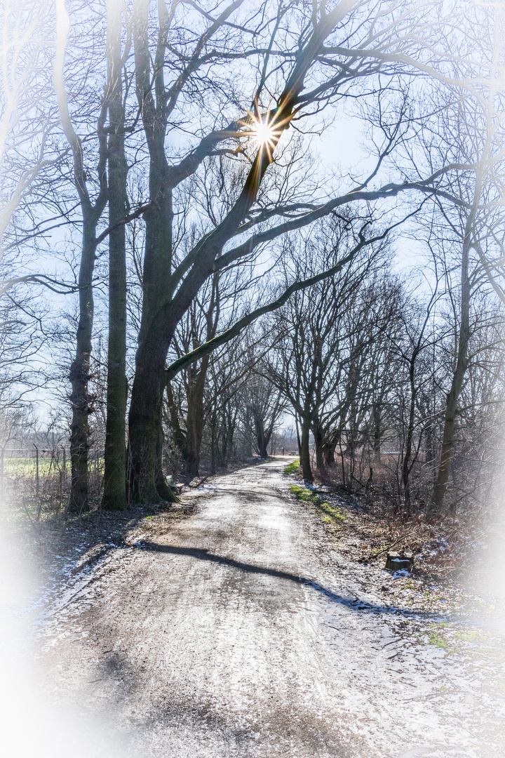 Winterspaziergang durch die Leineaue III - Hannover