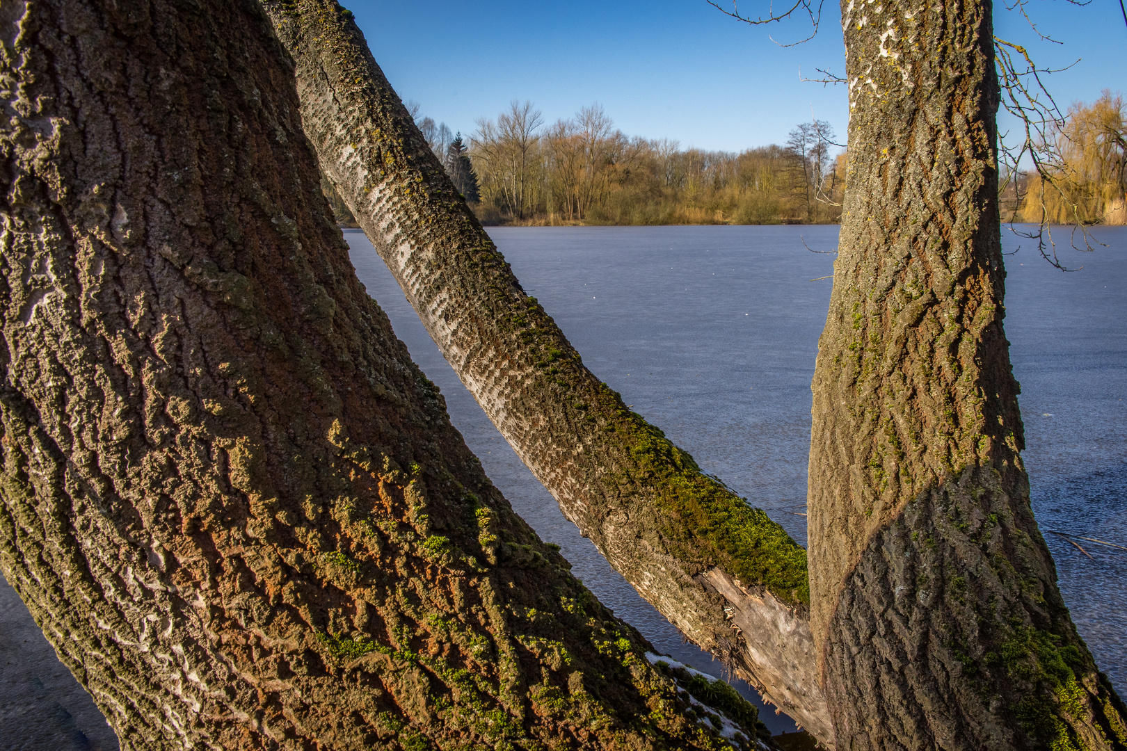 Winterspaziergang durch die Leineaue VII - Hannover