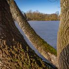 Winterspaziergang durch die Leineaue VII - Hannover